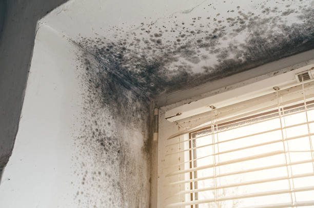 Affordable Basement Mold Removal solutions in Warminster, PA