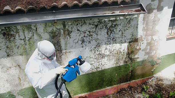 Trusted Attic Mold Removal service in Warminster, PA - Cheap Mold Removal